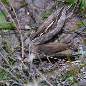 Abantiades labyrinthicus at Bolivia, NSW - suppressed