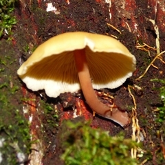 Unverified Cap on a stem; gills below cap [mushrooms or mushroom-like] at Neika, TAS - 25 Apr 2025 by VanessaC