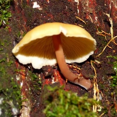Unverified Cap on a stem; gills below cap [mushrooms or mushroom-like] at Neika, TAS - 25 Apr 2025 by VanessaC