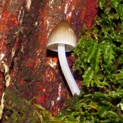 Unverified Cap on a stem; gills below cap [mushrooms or mushroom-like] at Neika, TAS - 25 Apr 2025 by VanessaC