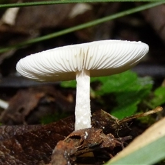 Unverified Cap on a stem; gills below cap [mushrooms or mushroom-like] at Neika, TAS - 25 Apr 2025 by VanessaC