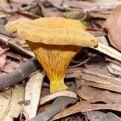 Austropaxillus sp. at Neika, TAS - 25 Apr 2025 by VanessaC