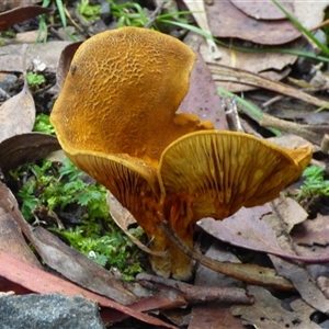 Austropaxillus sp. at Neika, TAS - 25 Apr 2025 05:18 PM