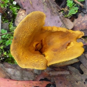 Austropaxillus sp. at Neika, TAS - 25 Apr 2025 05:18 PM