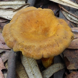 Austropaxillus sp. at Neika, TAS - 25 Apr 2025 05:18 PM