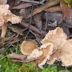 Unverified Fungus at Neika, TAS - 25 Apr 2025 by VanessaC