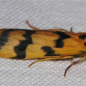 Tigrioides alterna at Bolivia, NSW - suppressed