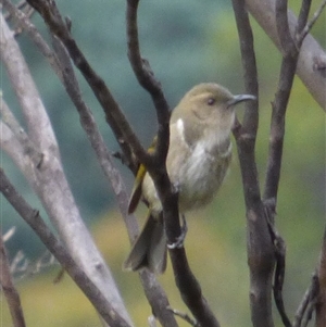Phylidonyris pyrrhopterus at Neika, TAS - 25 Apr 2025 05:07 PM