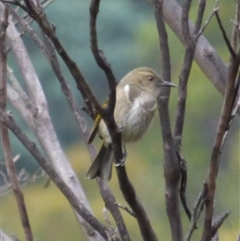 Phylidonyris pyrrhopterus at Neika, TAS - 25 Apr 2025 05:07 PM
