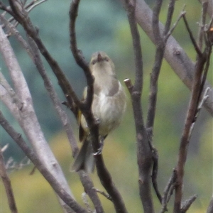 Phylidonyris pyrrhopterus at Neika, TAS - 25 Apr 2025 05:07 PM