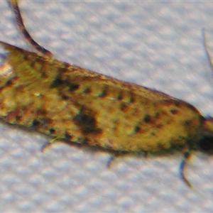 Isochorista ranulana at Bolivia, NSW - suppressed