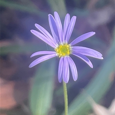 Brachyscome spathulata (Coarse Daisy, Spoon-leaved Daisy) at Eden, NSW - 24 Apr 2025 by Clarel