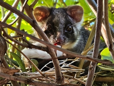 Pseudocheirus peregrinus (Common Ringtail Possum) at  - 1 Jan 1900 by Jennybach