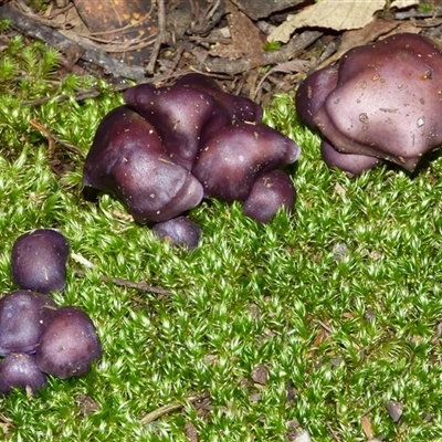 Cortinarius sp. (Cortinarius) at Neika, TAS - 25 Apr 2025 by VanessaC