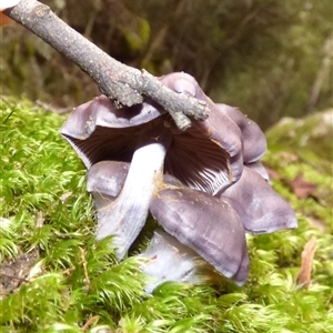 Cortinarius sp. at Neika, TAS - 25 Apr 2025 05:02 PM