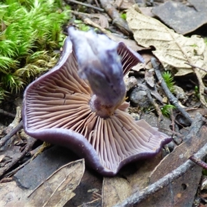 Cortinarius sp. at Neika, TAS - 25 Apr 2025 05:02 PM