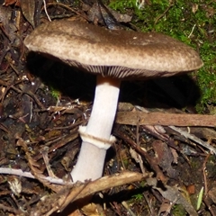 Agaricus sp. (Agaricus) at Neika, TAS - 25 Apr 2025 by VanessaC