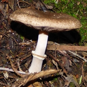 Agaricus sp. at Neika, TAS - 25 Apr 2025 04:52 PM
