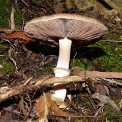 Agaricus sp. at Neika, TAS - 25 Apr 2025 04:52 PM