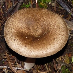 Agaricus sp. at Neika, TAS - 25 Apr 2025 04:52 PM