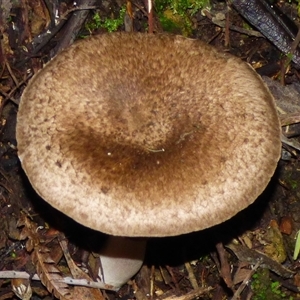 Agaricus sp. at Neika, TAS - 25 Apr 2025 04:52 PM