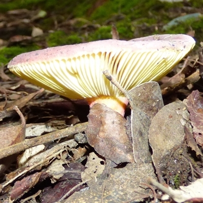 Russula sp. (genus) (Russula) at Neika, TAS - 25 Apr 2025 by VanessaC