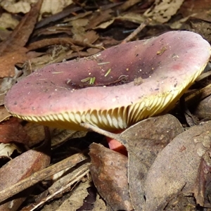 Russula sp. (genus) at Neika, TAS - 25 Apr 2025 04:51 PM