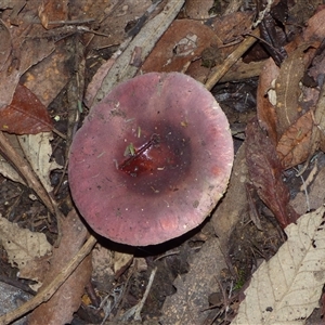 Russula sp. (genus) at Neika, TAS - 25 Apr 2025 04:51 PM