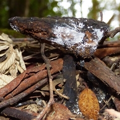 Unverified Fungus at Neika, TAS - 25 Apr 2025 by VanessaC