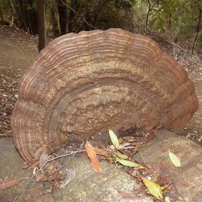 Unverified Shelf-like to hoof-like & usually on wood at Fern Tree, TAS - 25 Apr 2025 by VanessaC
