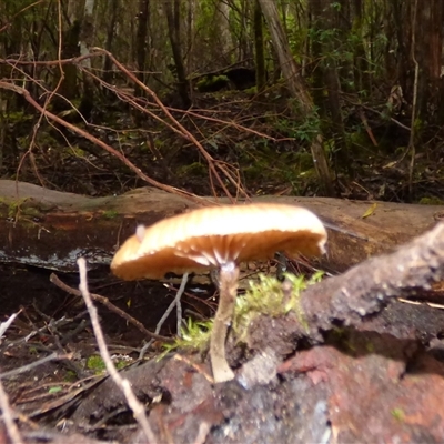 Unverified Cap on a stem; gills below cap [mushrooms or mushroom-like] at Fern Tree, TAS - 25 Apr 2025 by VanessaC