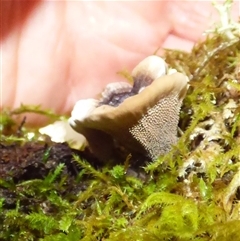 Unverified Fungus at Fern Tree, TAS - 25 Apr 2025 by VanessaC
