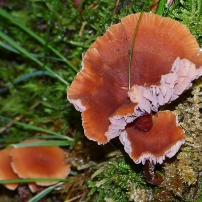 Unverified Cap on a stem; gills below cap [mushrooms or mushroom-like] at Fern Tree, TAS - 25 Apr 2025 by VanessaC