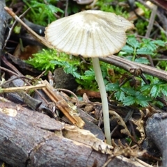 Unverified Cap on a stem; gills below cap [mushrooms or mushroom-like] at Fern Tree, TAS - 25 Apr 2025 by VanessaC