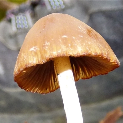 Unverified Cap on a stem; gills below cap [mushrooms or mushroom-like] at Fern Tree, TAS - 25 Apr 2025 by VanessaC