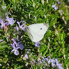 Pieris rapae at Braidwood, NSW - 25 Apr 2025 10:41 AM