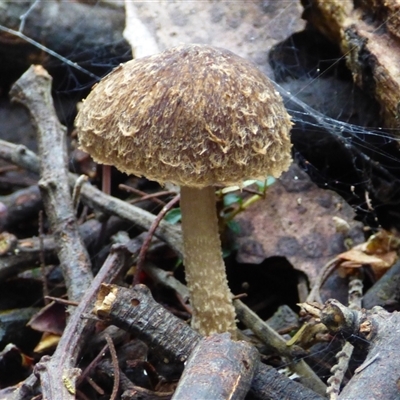 Unverified Cap on a stem; gills below cap [mushrooms or mushroom-like] at Fern Tree, TAS - 25 Apr 2025 by VanessaC