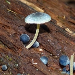 Unverified Cap on a stem; gills below cap [mushrooms or mushroom-like] at Fern Tree, TAS - 25 Apr 2025 by VanessaC