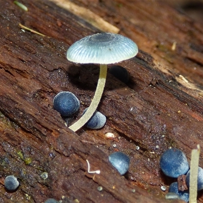 Unverified Cap on a stem; gills below cap [mushrooms or mushroom-like] at Fern Tree, TAS - 25 Apr 2025 by VanessaC
