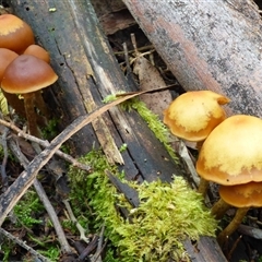 Unverified Cap on a stem; gills below cap [mushrooms or mushroom-like] at Fern Tree, TAS - 25 Apr 2025 by VanessaC