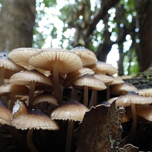 Mycena sp. at Fern Tree, TAS - 25 Apr 2025 03:40 PM