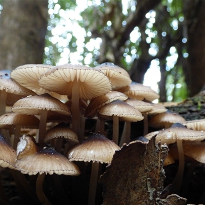 Unverified Cap on a stem; gills below cap [mushrooms or mushroom-like] at Fern Tree, TAS - 25 Apr 2025 by VanessaC