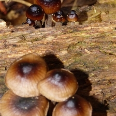 Mycena sp. at Fern Tree, TAS - 25 Apr 2025 03:40 PM