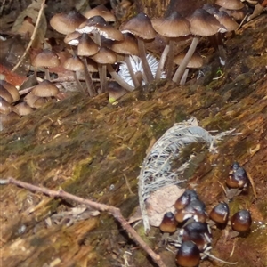 Mycena sp. at Fern Tree, TAS - 25 Apr 2025 03:40 PM
