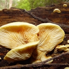 Unverified Cap, gills below, no stem & usually on wood [stemless mushrooms & the like] at Fern Tree, TAS - 25 Apr 2025 by VanessaC