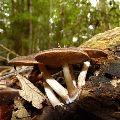 Unverified Cap on a stem; gills below cap [mushrooms or mushroom-like] at Fern Tree, TAS - 25 Apr 2025 by VanessaC