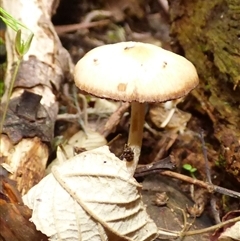 Unverified Cap on a stem; gills below cap [mushrooms or mushroom-like] at Fern Tree, TAS - 25 Apr 2025 by VanessaC
