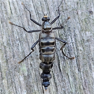 Boreoides subulatus at Braidwood, NSW - 25 Apr 2025 12:08 PM