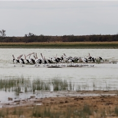 Pelecanus conspicillatus at Menindee, NSW - 25 Apr 2025 10:47 AM