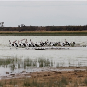 Pelecanus conspicillatus at Menindee, NSW - 25 Apr 2025 10:47 AM